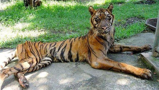 Surabaya Zoo